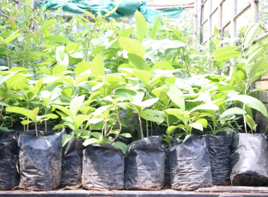สหกรณ์จังหวัดบึงกาฬ พร้อมด้วยสหกรณ์การเกษตรเมืองบึงกาฬ ... พารามิเตอร์รูปภาพ 9